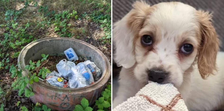 Puppy Dumped Like Trash with Leg Problem Finds Hope and Love Again