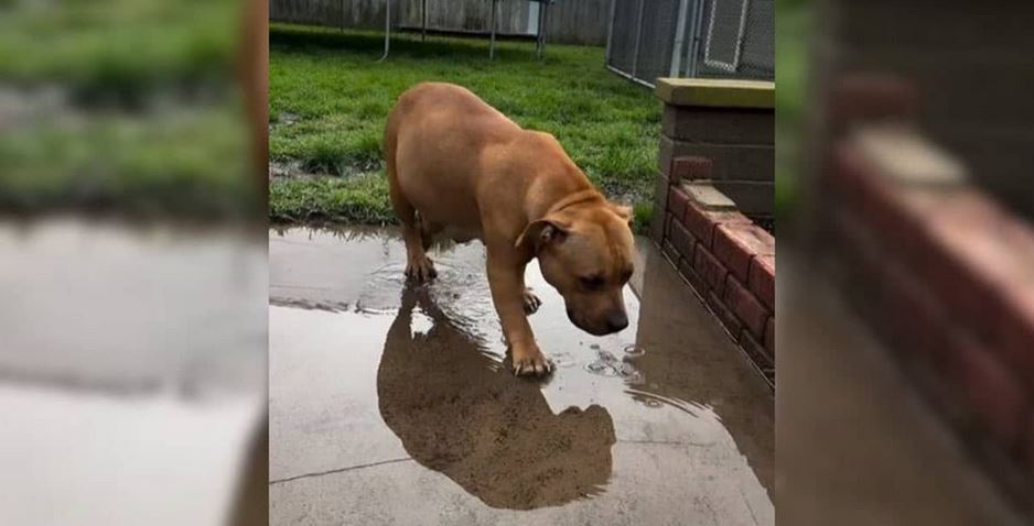 Pregnant Dog Saved 47-Minutes Before Euthanasia Finds Her Forever Home