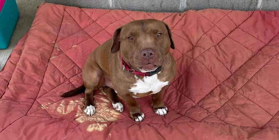 Shelter Dog Celebrates 1,000 Days of Waiting by Finally Finding His Forever Dad