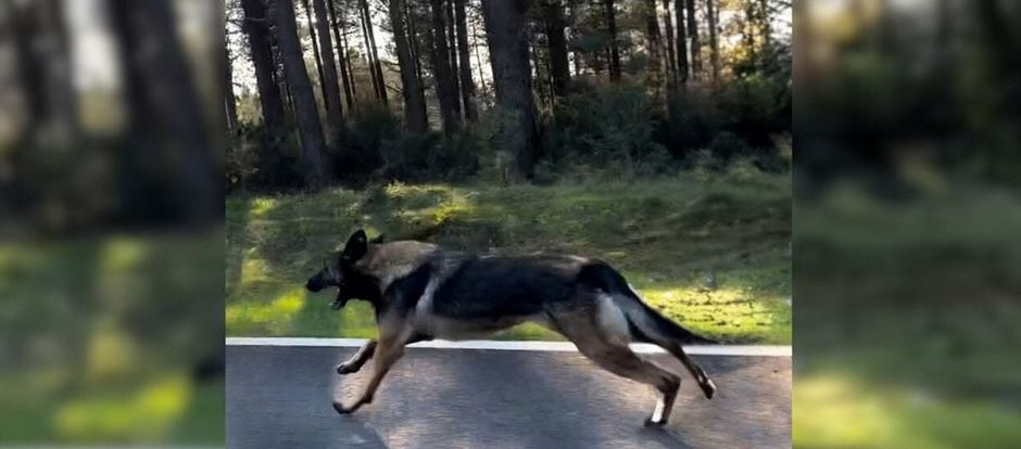 Dog Desperately Chases Owner’s Car Until Rescuer Steps in to Help