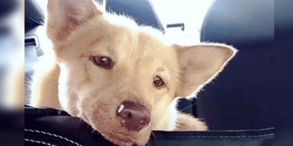 Mini Husky Watched Puppies Get Adopted As She ‘Prayed’ For Home Of Her Own