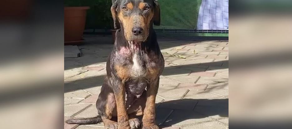 Sickly Stray Walked Herself To Shelter And Sat Outside Its Doors