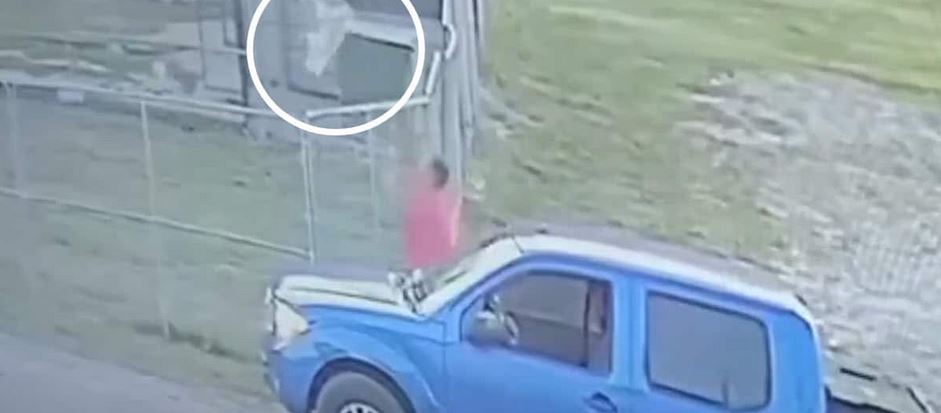 Man Caught on Camera Throwing Dogs Over Shelter Fence Arrested