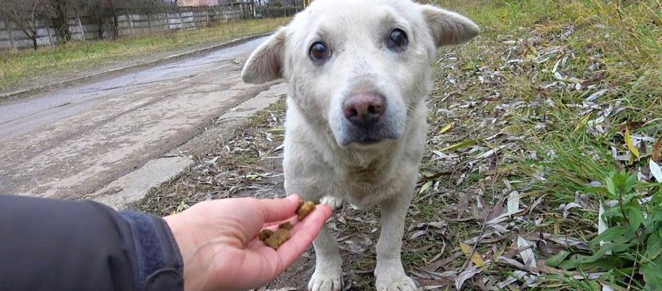 Harrowing Rescue Of Hopeless Dog With Disheartening Past
