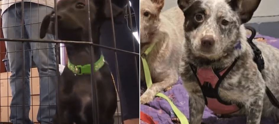 400 Animals Rescued from Property as Two People Face Charges