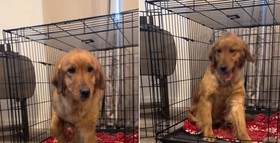 Golden Retriever Dumped for Being “Annoying” Finds Love Again
