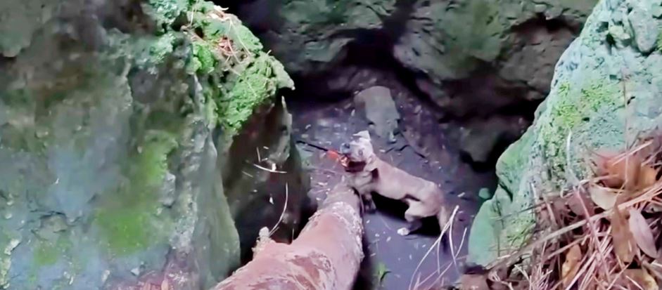 Man Hurries To Pull Dog Out Of Cave Before Storm Hits But Fails