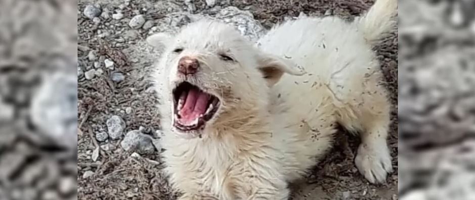 He Couldn’t Deal With Another Car Leaving Him Behind, So The Pup Cried Out