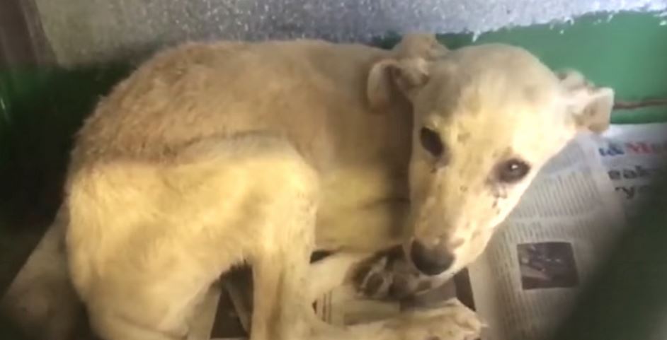 Dog Handed In By Owner To Be Put Down Makes Her First Friend Instead
