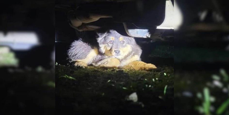 Woman Hears Screams Under Her Car and Finds a Terrified Dog Hiding for Help