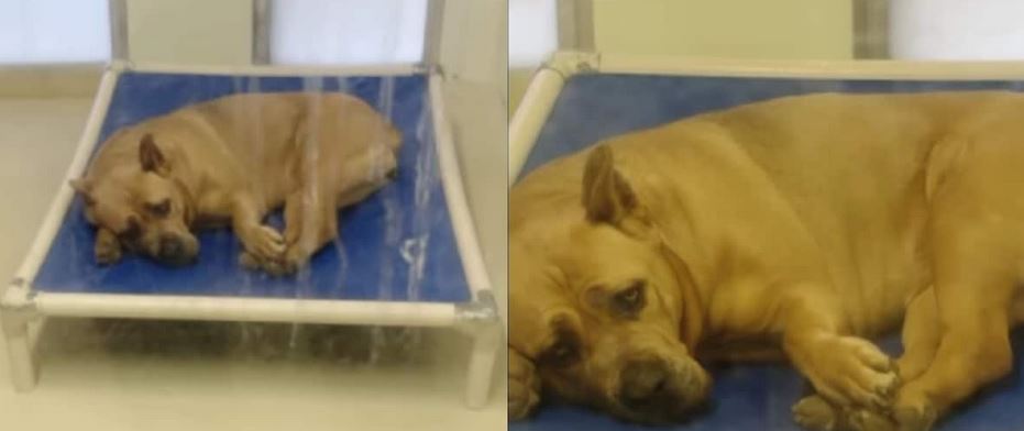 Sweet Pup Still Hopes for a Home After a Lifetime in Shelter