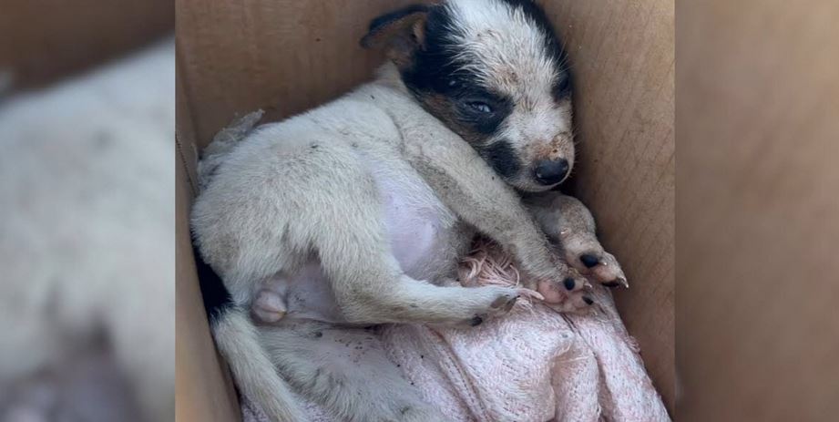 Puppy Cries After Stranger Gives Her to Kids, Too Young to Be Alone