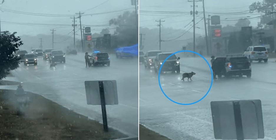 State Trooper Braves Heavy Rain to Save Lost Dog and Reunite Her with Family
