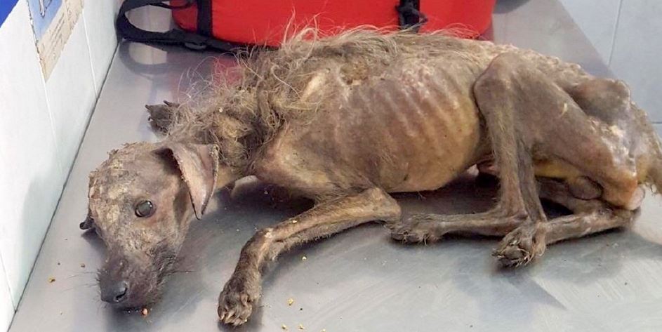 Starving Dog Dumped On Streets, Left To Die And Woman Fights All Odds To Save Him