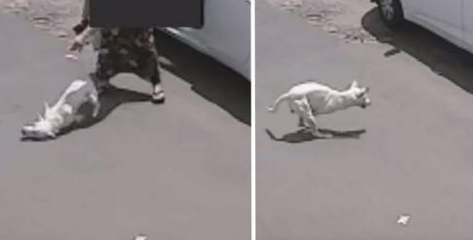 She Throws Disabled Dog Out Of Car Onto His Face, He Looks On As She Drives Off