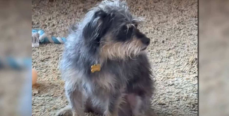 Dog Dies, Another Hospitalized After Meth Exposure at Ocean Beach