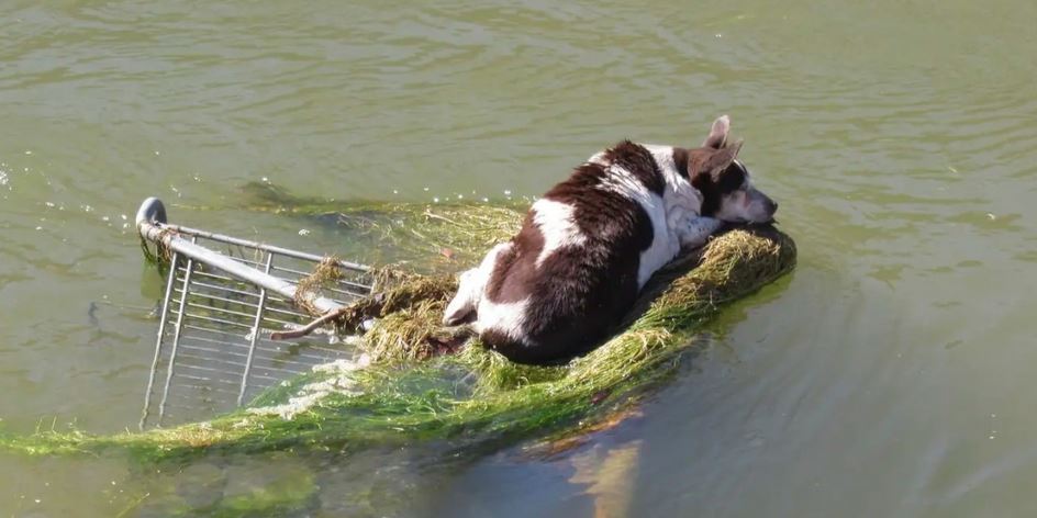 Dog Floating In Canal Clung To A Shopping Cart With ‘Little Chance Of Making It’