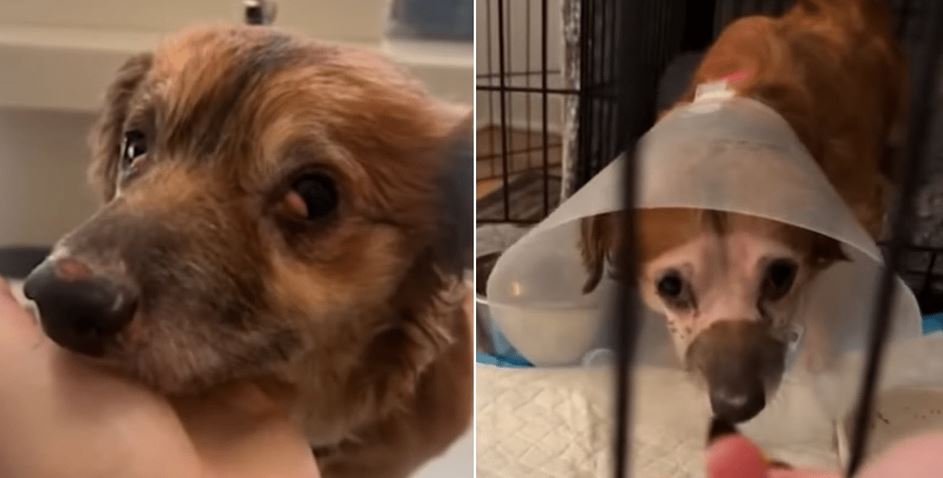 Rescue Dog Tiki Finds Forever Home, Uses His Viral Fame to Help Other Animals