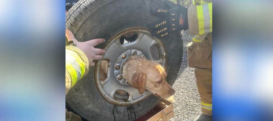 Firefighters’ Ingenious Plan Saves Dog Trapped Inside Tire