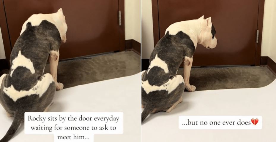 Senior Dog Waits At Shelter Door As Euthanasia Deadline Approaches