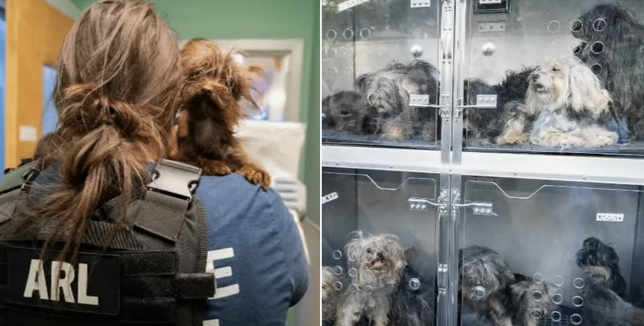 44 Dogs Rescued from Filthy RV After Being Found Living in Terrible Conditions