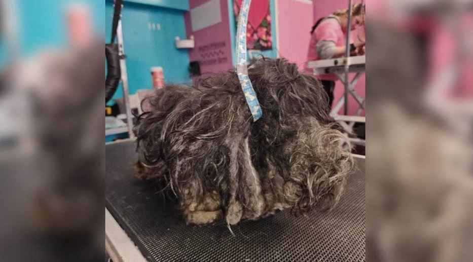 Neglected Matted Dog Makes Incredible Transformation After Life-Saving Grooming Session