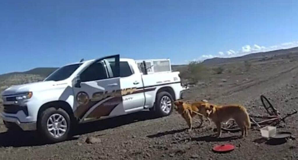 Man Stunned After Finding Two Dogs Tied To Bike In The Middle of The Arizona Desert