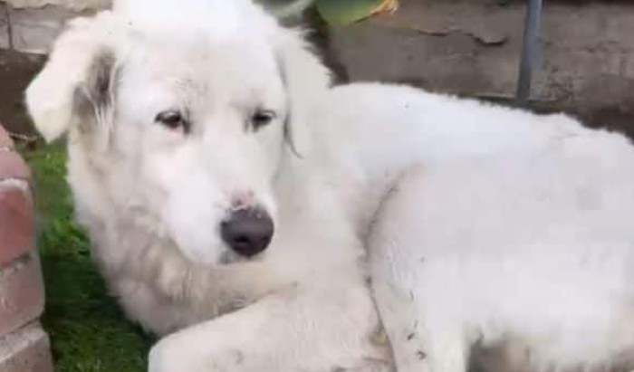 Woman Spots Stray Dog in Her Yard and Changes Her Life Forever