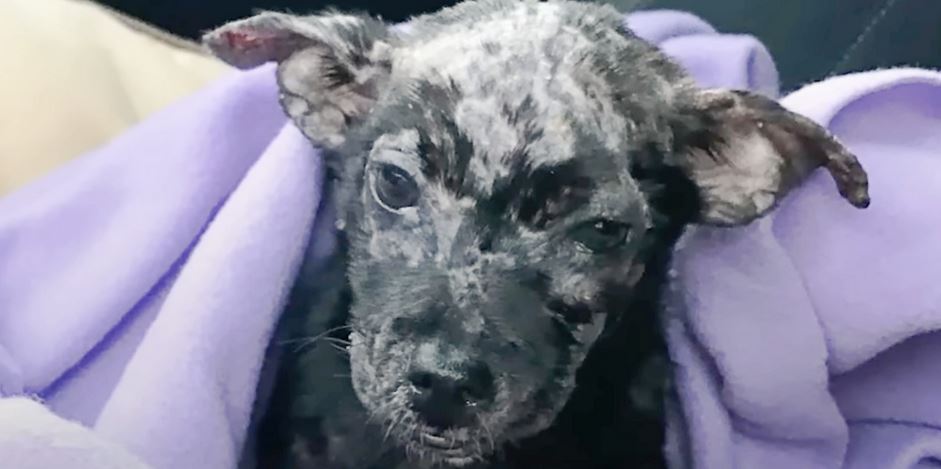 Man Put His Blistered Puppy in Box and Placed Her on Shelter’s Doorsteps