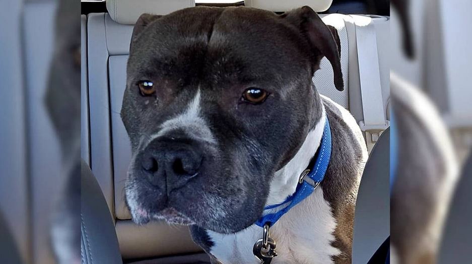 Senior Dog Left Heartbroken After 9-Happy Years in Home, Now Waiting for Love Again