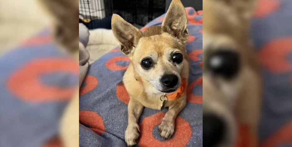 Senior Chihuahua Surrendered Without Explanation Finds Loving Home to Grow Old In