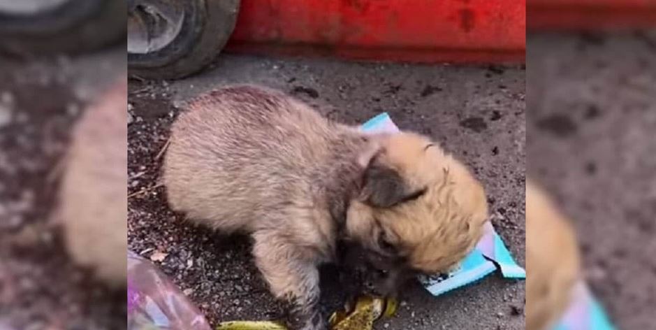 Starving Puppy Searching Trash for Food Finds Love That Changes His Life Forever