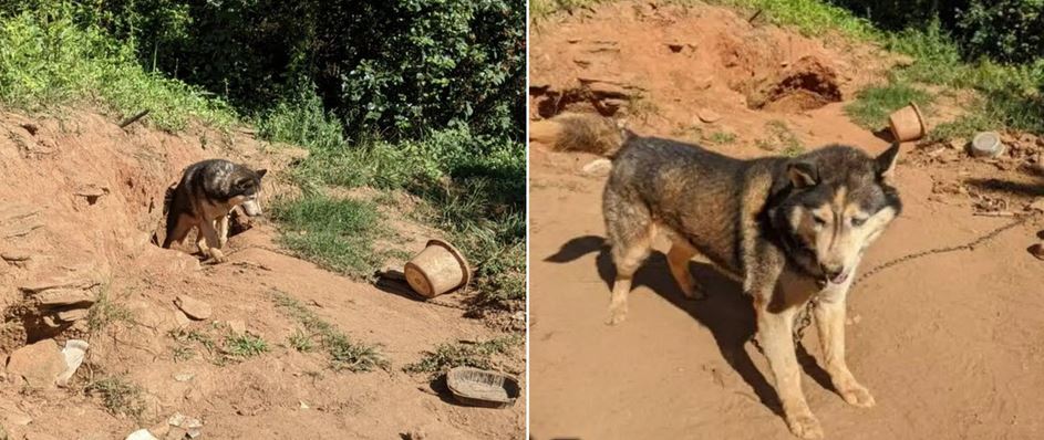 Neglected Husky Freed from Years on Chain Finally Learns What Love Feels Like