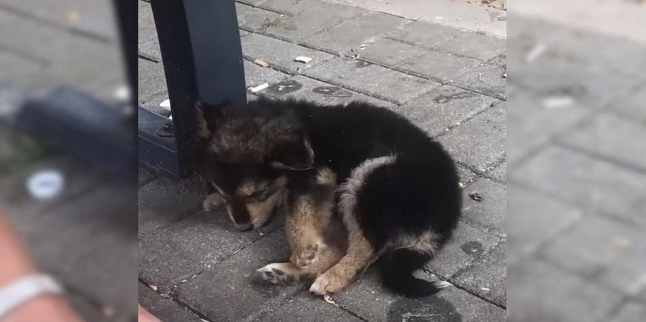 Man Stops His Car to Save Puppy Collapsed on Hot Sidewalk, Changes Her Life Forever