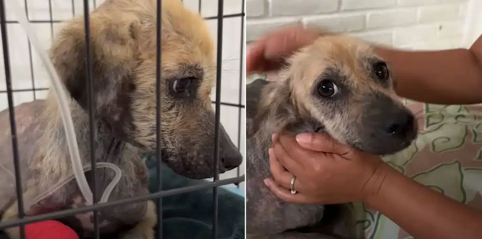 Dog Found Tied to Pole Searching Trash Finally Gets the Love She Deserves