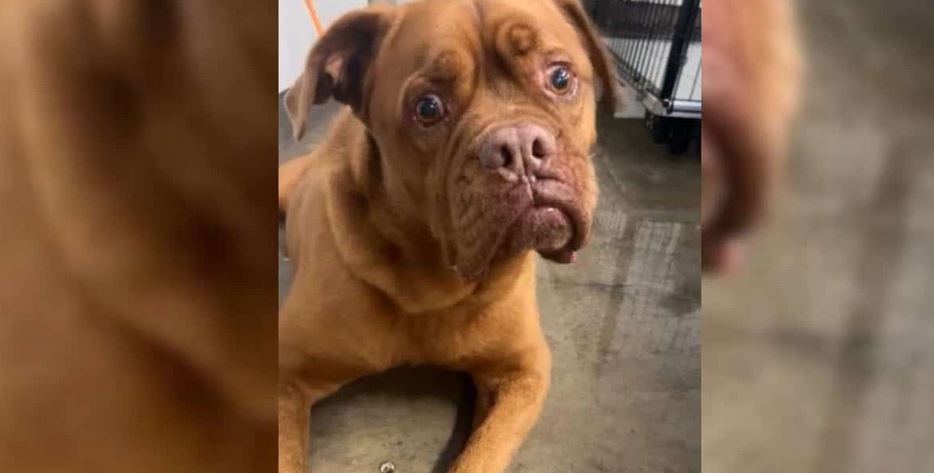 Family Gives Up Dog Of 7-Years Because Of Baby, But Suddenly Everything Changed