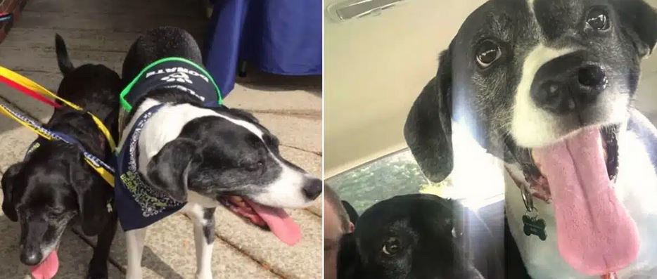 Two Senior Dogs Were Taken To Be Euthanized, Until A Vet Refused To Let It Happen