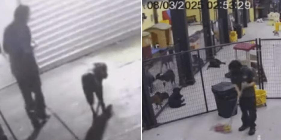 Seattle Dog Daycare Shuts Down After Employee Charged In Dog Cruelty Case