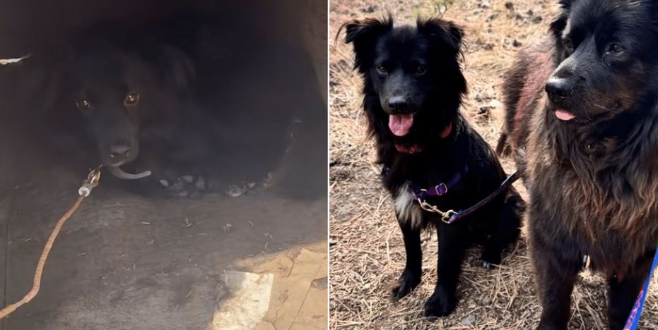 Neglected Dog Happy Feet Lived On A Chain For Years Until Rescuers Stepped In