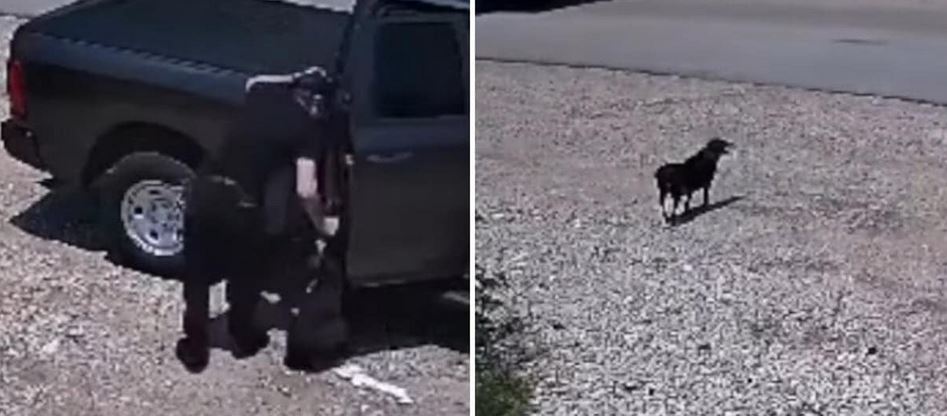 Shelter Cameras Capture Dog’s Heartbreaking Chase After Owner
