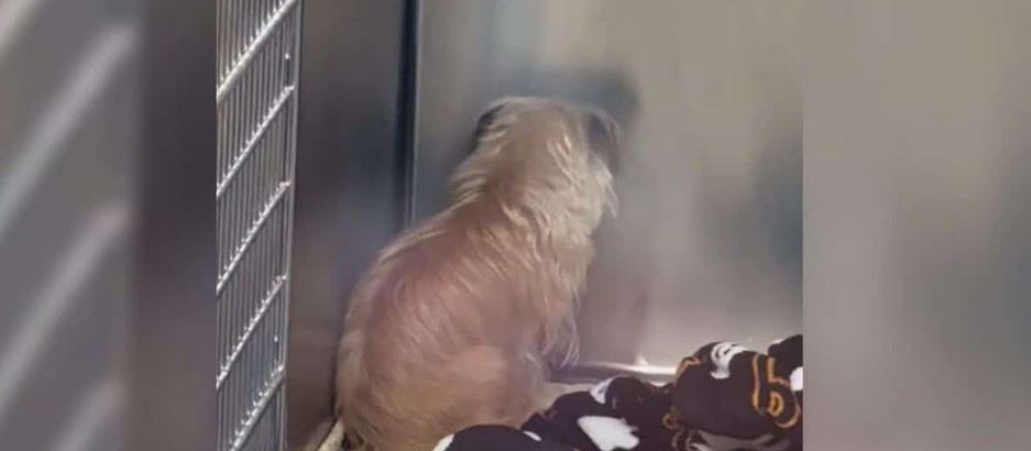 Dog Sat Facing Wall for Days Until Compassion Changed Everything