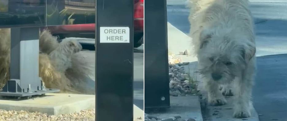 Stray Dog Waiting for Food at McDonald’s Gets ‘Life-Changing’ Rescue