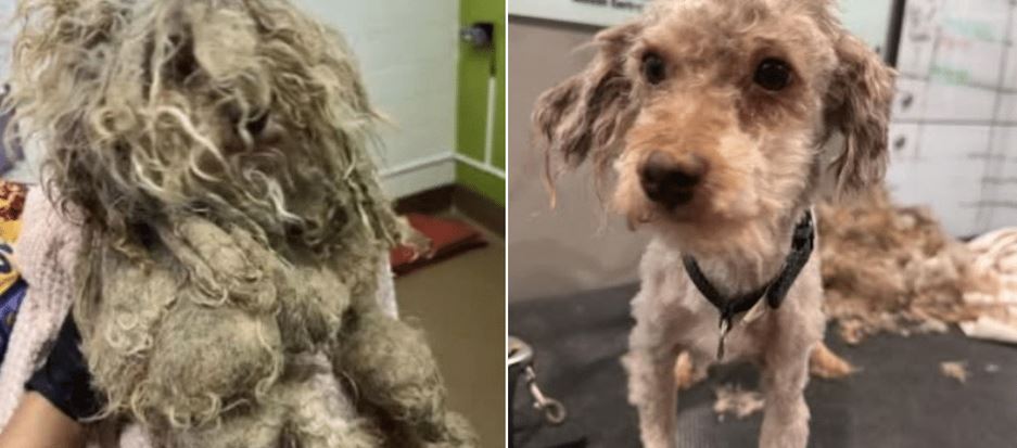 Matted Dog Monkey Couldn’t Move Until Rescuers Removed His Fur Like A Cast