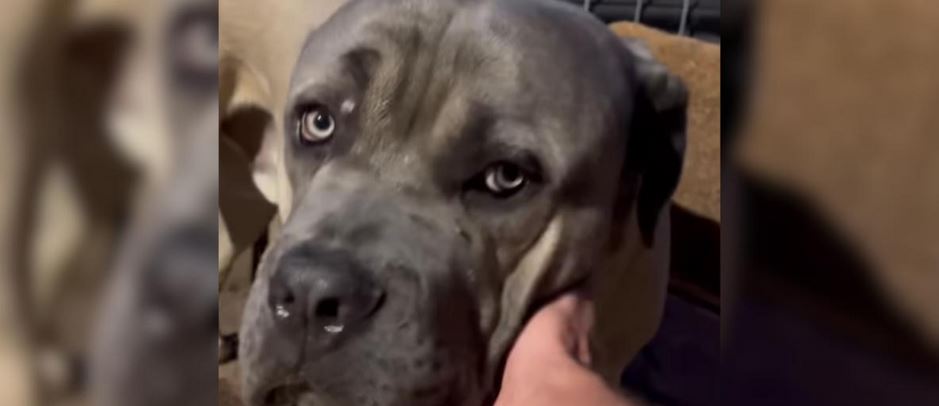 All It Took Was Trust for Beau to Show His Gentle Side