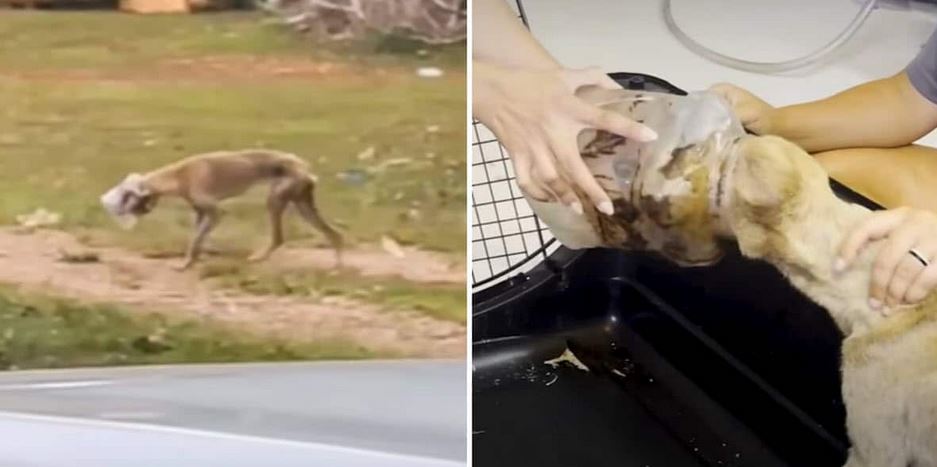 Dog Found with Jar Stuck on Her Head Finally Learns to Trust Again