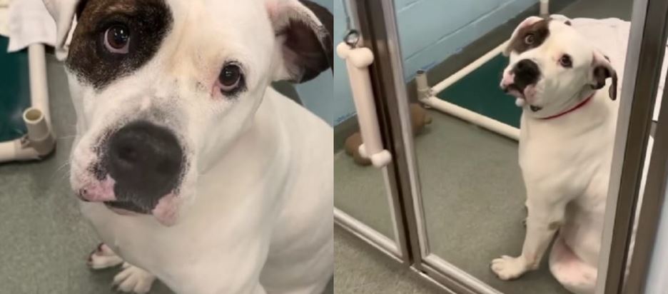 Sweet Shelter Dog Waits by the Door, Hoping for a Family to Find Him