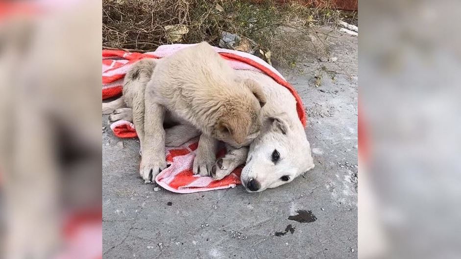 Heartbroken Dog Stays Beside His Injured Sister Until Help Arrives, Refusing to Leave Her Side