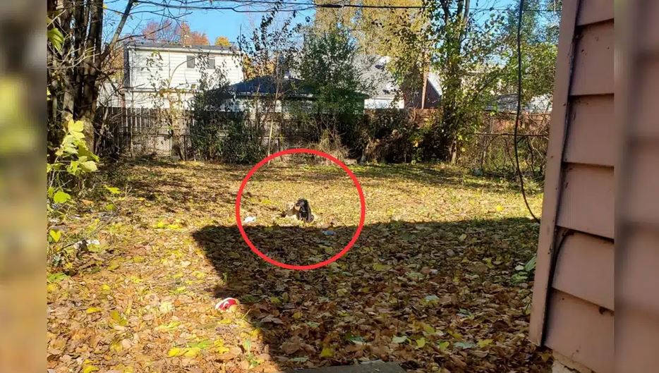 Electrician Spots Two Frightened Puppies in Abandoned Yard and Saves Them from the Streets