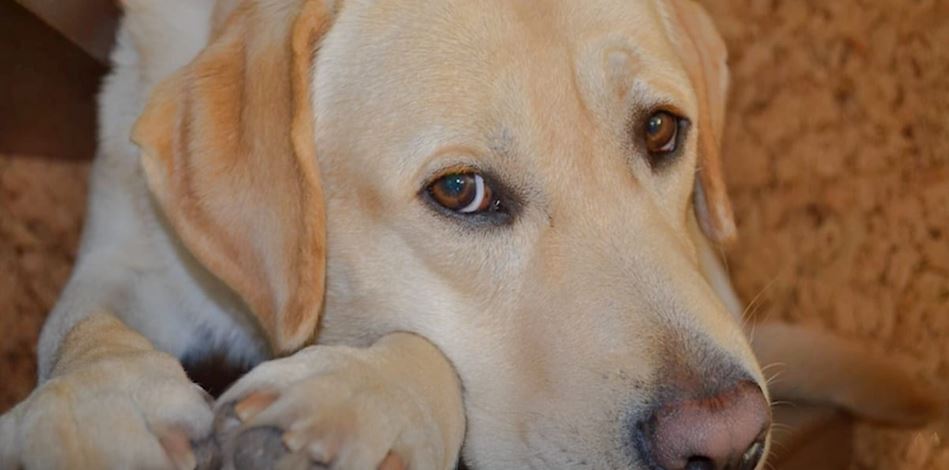 Guy ‘Scolded’ Old Dog Before Work, Arrived Home And Wept Into His Hands