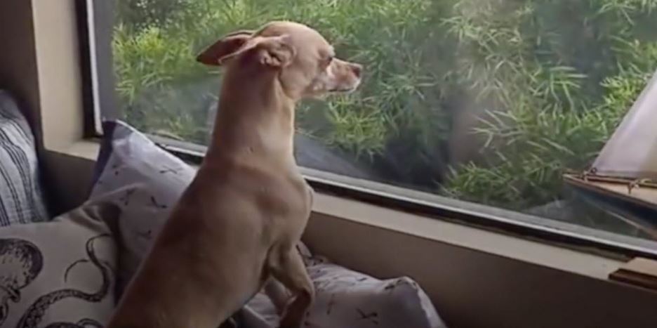 Dog Runs Away From ‘Forever Home’ All Because He Missed His Foster Mom Too Much